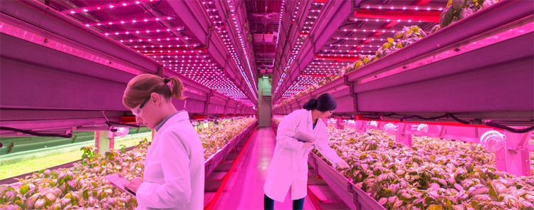 Cultivo indoor para controle de qualidade, desenvolvimento controlador e melhoria genética usando lâmpadas Grow